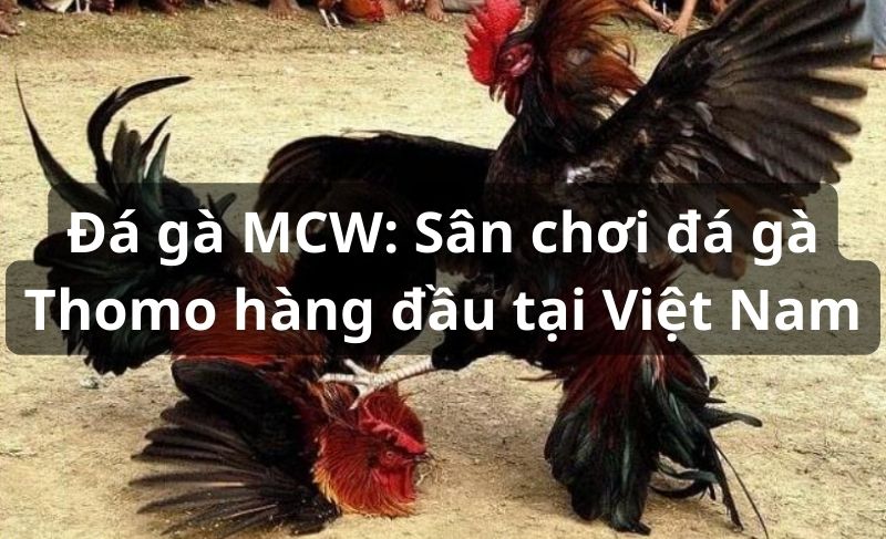 Đá gà trực tiếp MCW: Sân chơi đá gà Thomo hàng đầu Việt Nam